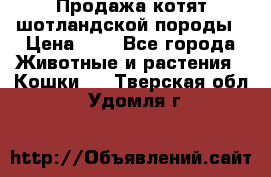 Продажа котят шотландской породы › Цена ­ - - Все города Животные и растения » Кошки   . Тверская обл.,Удомля г.